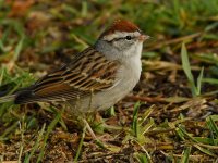 Sparrow3.jpg