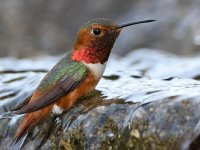 Hummer10.jpg