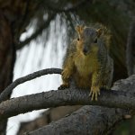 Squirrel.jpg