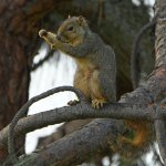 Squirrel4.jpg