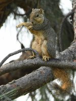 Squirrel5.jpg