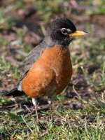 Robin2.jpg