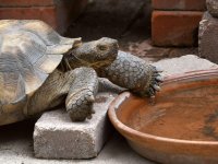 Turtle.jpg