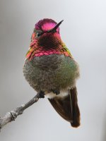 Hummer6.jpg