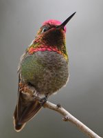 Hummer14.jpg