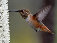 Hummer27.jpg