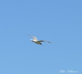 DSC_7719.JPG