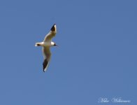 DSC_7724.JPG