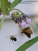196 Bee & Skipper-130715-01_01.jpg