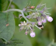 196 Bee-130715-07_01.jpg
