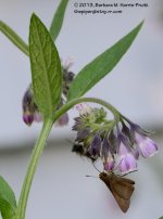 196 Skipper-130715-05_01.jpg