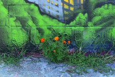 Graffiti5.jpg