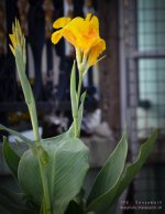 flower-road-1.jpg