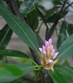 CDB Flora-102.jpg
