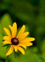 CDB Flora-116.jpg