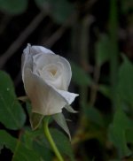 CDB Flora-122.jpg