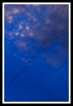 Day195Birds.jpg