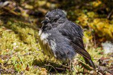 nz robin.jpg