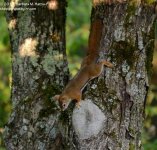 197 Red Squirrel-130716-04_01.jpg