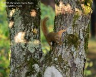 197 Red Squirrel-130716-05_01.jpg