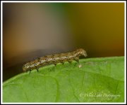 DSC__WLP_0001-58.jpg