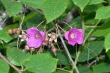 CDB Flora-117.jpg