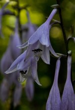 CDB Flora-123.jpg