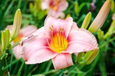 DSC_8624.jpg