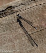 198 Damselfly-130717_01.jpg