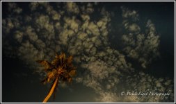 DSC__WLP_0001-65.jpg