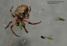198 Spider-130717-04_01.jpg