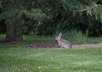 Rabbit.jpg