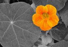 Modified Flora 2.jpg