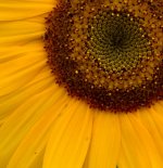 CDB Flora-207.jpg