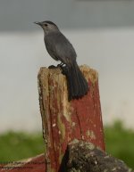 199 Catbird-130718-02_01.jpg