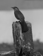 199 Catbird-130718-02-BW_01.jpg