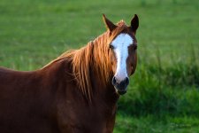 DSC_0184.jpg