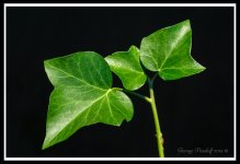 Day198IvyLeaf.jpg