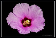 Day199Flower.jpg