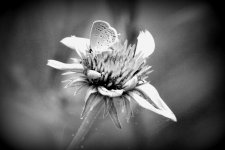Macro5.jpg