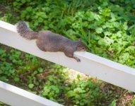 Squirrel (1 of 1).jpg