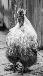 Rooster1 (1 of 1).jpg