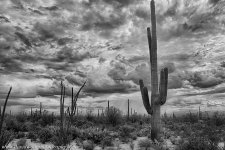 _DW15521_HDR-BW-D-ShrpDis.jpg