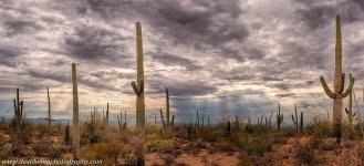 _DW16116_HDR_1-pan-green-DVS-2.jpg