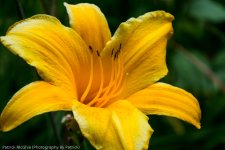 DSC_1565.jpg