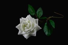 lightbox rose.jpg