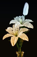 lightbox flowers1200.jpg