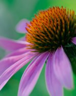 cone flower.jpg