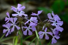 D7100 Flowers 004.jpg