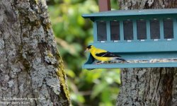 201 Goldfinch-130720-10_01.jpg